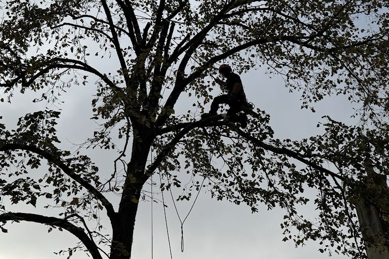 Élagueur encordé dans la cime d'un arbre