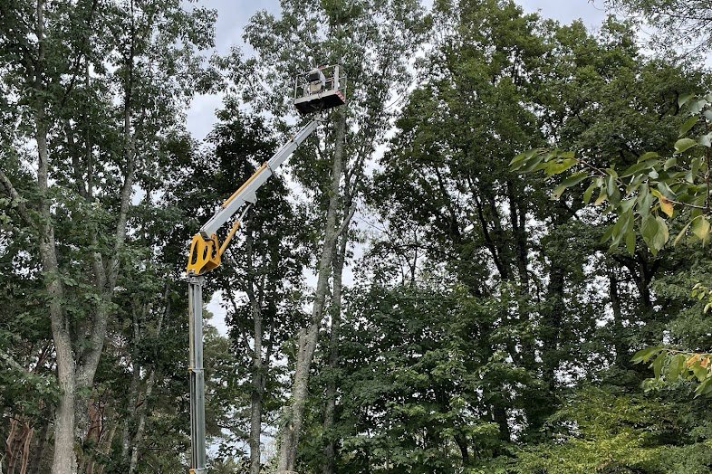 Élagage de grands arbres depuis une nacelle